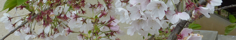 スチームロースターに興味ありますか？