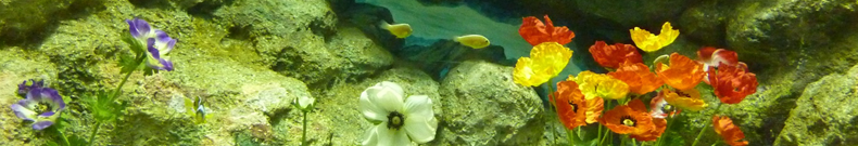 システムベッドの関連情報！！